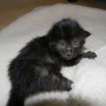 Shade F-6A Savannah Melanistic DOB 4-25-13
