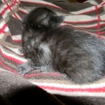 Shade F-6A Savannah Melanistic DOB 4-25-13