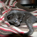 Shade F-6A Savannah Melanistic DOB 4-25-13