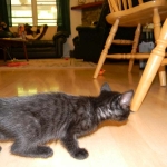 Shade F-6A Savannah Melanistic DOB 4-25-13