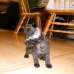 Shade F-6A Savannah Melanistic DOB 4-25-13