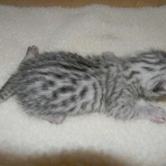 Victor - Silver Egyptian Mau Male DOB 4-29-13