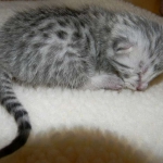 Victor - Silver Egyptian Mau Male DOB 4-29-13