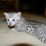 Victor - Silver Egyptian Mau Male DOB 4-29-13
