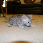 Victor - Silver Egyptian Mau Male DOB 4-29-13
