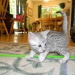 Victor - Silver Egyptian Mau Male DOB 4-29-13