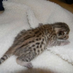 Dabo - Bronze Egyptian Mau Male DOB 4-29-13
