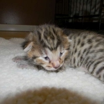 Dabo - Bronze Egyptian Mau Male DOB 4-29-13