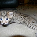 Dabo - Bronze Egyptian Mau Male DOB 4-29-13