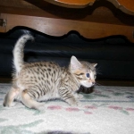 Dabo - Bronze Egyptian Mau Male DOB 4-29-13