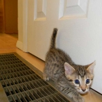 Dabo - Bronze Egyptian Mau Male DOB 4-29-13