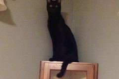 Kovu - F-2B Savannah Male  DOB 6-12-13