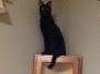 Kovu - F-2B Savannah Male  DOB 6-12-13