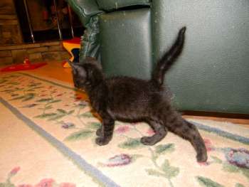 Kovu F-2B Smoke Savannah Male  DOB 6-12-13