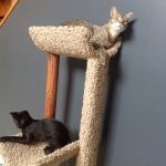 Kovu F-2B Smoke Savannah Male  DOB 6-12-13