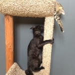 Kovu F-2B Smoke Savannah Male  DOB 6-12-13