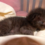 Kovu F-2B Smoke Savannah Male  DOB 6-12-13