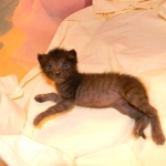 Kovu F-2B Smoke Savannah Male  DOB 6-12-13