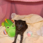 Kovu F-2B Smoke Savannah Male  DOB 6-12-13
