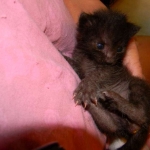 Kovu F-2B Smoke Savannah Male  DOB 6-12-13