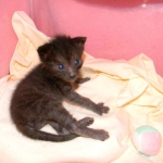 Kovu F-2B Smoke Savannah Male  DOB 6-12-13