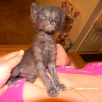 Kovu F-2B Smoke Savannah Male  DOB 6-12-13