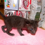 Kovu F-2B Smoke Savannah Male  DOB 6-12-13