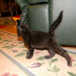 Kovu F-2B Smoke Savannah Male  DOB 6-12-13