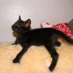 Kovu F-2B Smoke Savannah Male  DOB 6-12-13