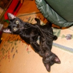 Kovu F-2B Smoke Savannah Male  DOB 6-12-13