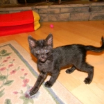 Kovu F-2B Smoke Savannah Male  DOB 6-12-13