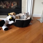 jasmine-in-bed