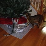 jasmines-first-christmas