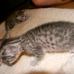 Jasmine Silver Egyptian Mau Female DOB 8-15-13