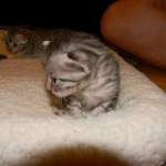 Jasmine Silver Egyptian Mau Female DOB 8-15-13