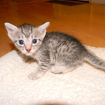 Jasmine Silver Egyptian Mau Female DOB 8-15-13