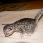 Jasmine Silver Egyptian Mau Female DOB 8-15-13