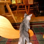 Jasmine Silver Egyptian Mau Female DOB 8-15-13