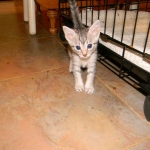 Jasmine Silver Egyptian Mau Female DOB 8-15-13