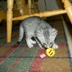Jasmine Silver Egyptian Mau Female DOB 8-15-13