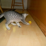 Jasmine Silver Egyptian Mau Female DOB 8-15-13