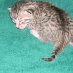 Jasmine Silver Egyptian Mau Female DOB 8-15-13