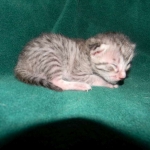 Jasmine Silver Egyptian Mau Female DOB 8-15-13