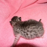 Jasmine Silver Egyptian Mau Female DOB 8-15-13