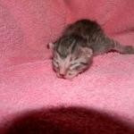 Jasmine Silver Egyptian Mau Female DOB 8-15-13