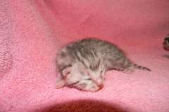 Baast Silver Egyptian Mau Female  DOB 8-15-13