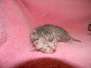 Baast Silver Egyptian Mau Female  DOB 8-15-13