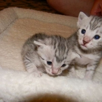 Baast Silver Egyptian Mau female DOB 8-15-13