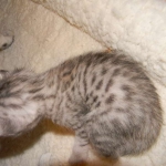 Baast Silver Egyptian Mau female DOB 8-15-13