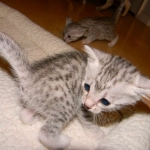 Baast Silver Egyptian Mau female DOB 8-15-13